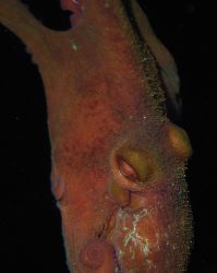 glovers atoll, belize, may 2005. on my first night dive t... by Laurence Hegarty 